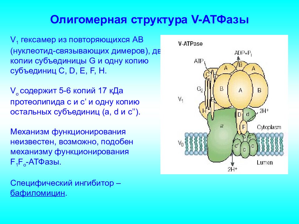 Атфаза. Н-АТФАЗА V типа олигомерная структура. АТФАЗЫ V-типа. Строение АТФАЗЫ. Функция АТФАЗЫ.