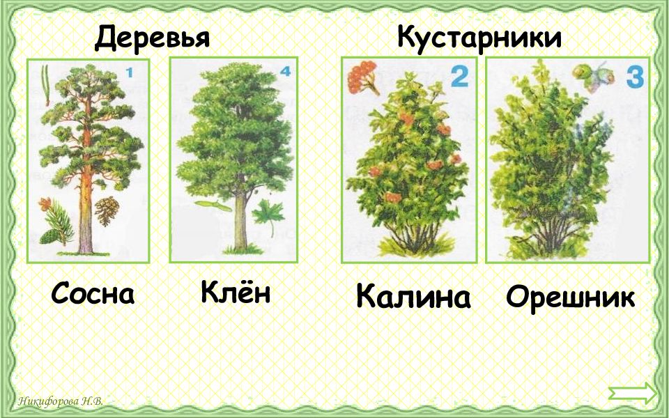 сосна клен. клен и сосна. клен и сосна. клен и сосна рядом. сосна клен.