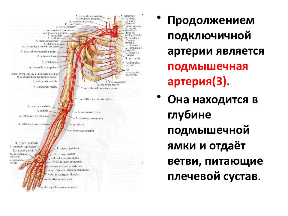 Подключичная артерия анатомия картинки