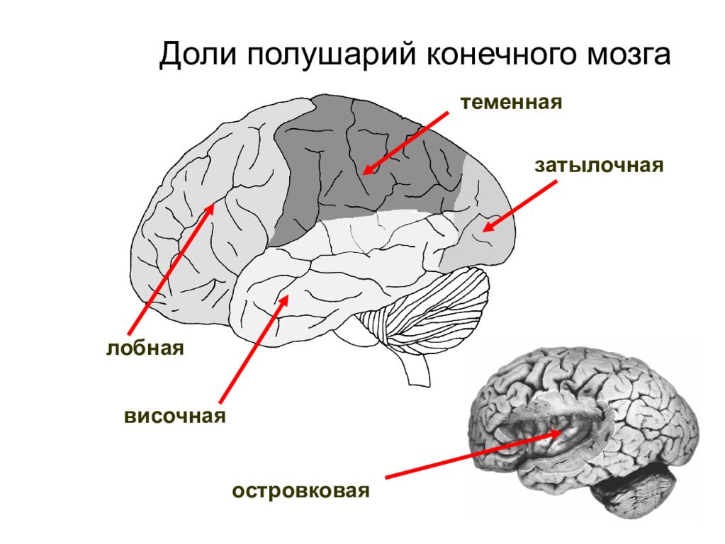 Полушария переднего мозга с зачатками коры. Лобные и теменные доли мозга. Доли полушарий конечного мозга.