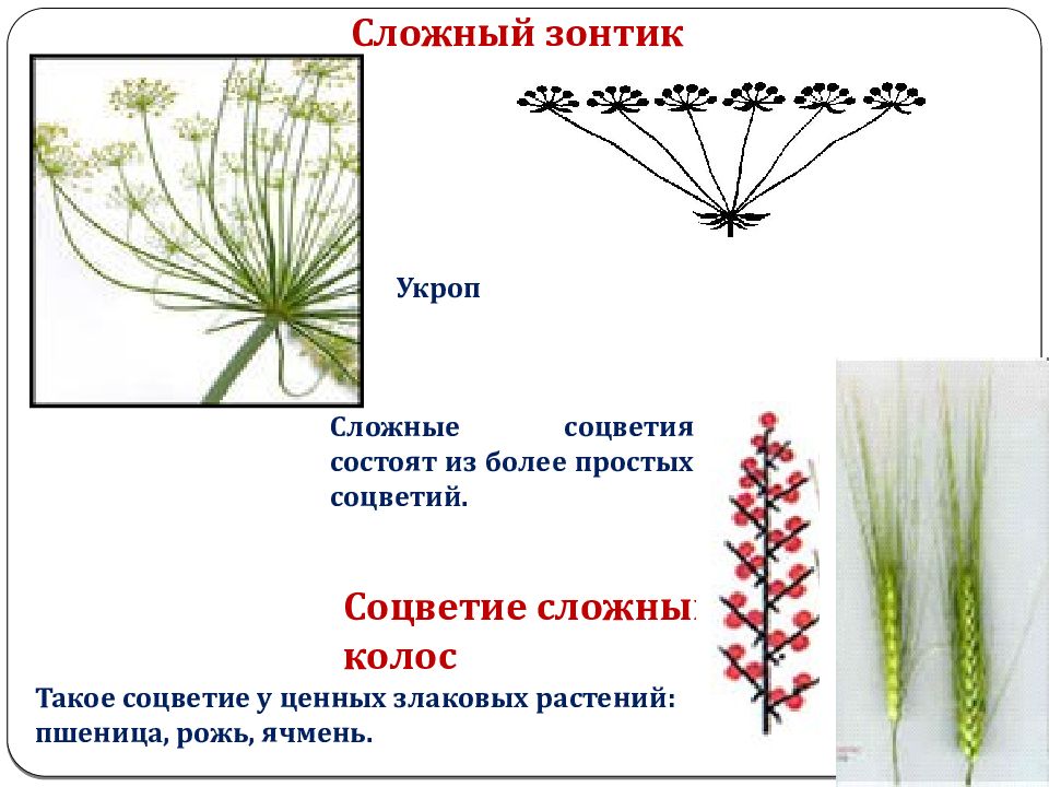 Сложный колос соцветие рисунок