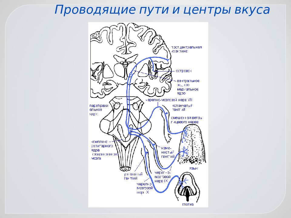 Отметить путь. Проводящий путь вкусового анализатора. Проводящие пути вкусового анализатора схема. Проводящий путь вкусового анализатора схема. Вкусовая система – центры и проводящие пути.