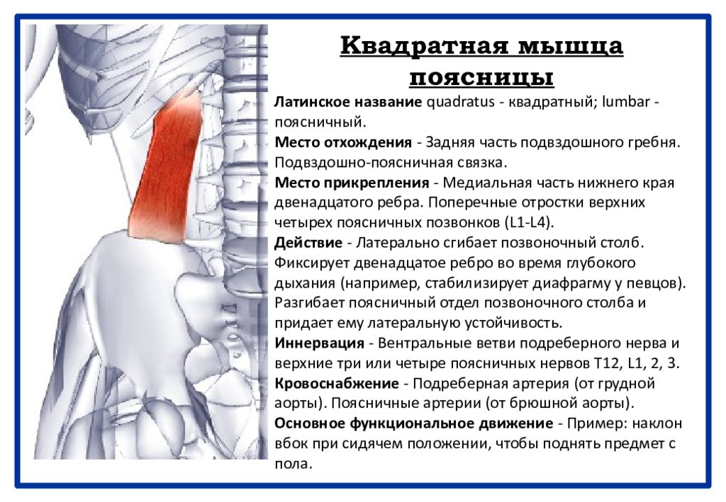 Мышца латынь. Квадратная мышца поясницы иннервация. Квадратная мышца поясницы латынь. Квадратная мышца поясницы и подвздошно поясничная. Подвздошно поясничная мышца и квадратная мышца.