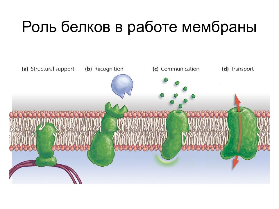 Белковый транспорт. Роль белков в мембранном транспорте. Белки мембраны транспорт. Вращение белков в мембране. Способы закрепления белков на мембранах.
