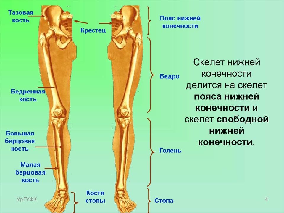 Скелет нижних конечностей человека схема