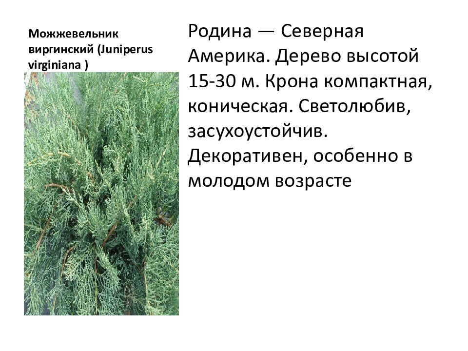 Можжевельник характеристика. Можжевельник виргинский характеристика. Можжевельник виргинский высота схема. Можжевельник виргинский почвы характеристика. Распространение можжевельник виргинский карта.