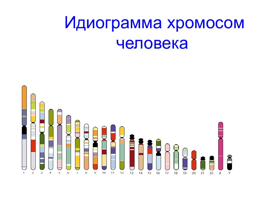 Число генов в хромосомах. Идеограмма хромосом это. Идиограмма хромосом человека. Кариограмма хромосом человека. Идеограммахромосом человека.