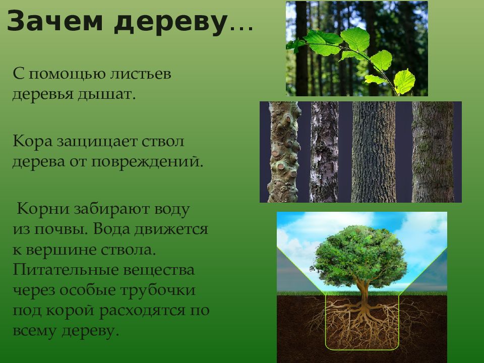 Почему дерево дорогое. Дерево для презентации. Зачем деревьям листья. Зачем дереву нужны листья. Дерево почему.