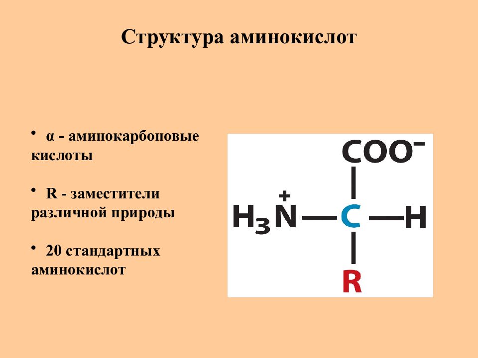 Презентация белки и пептиды