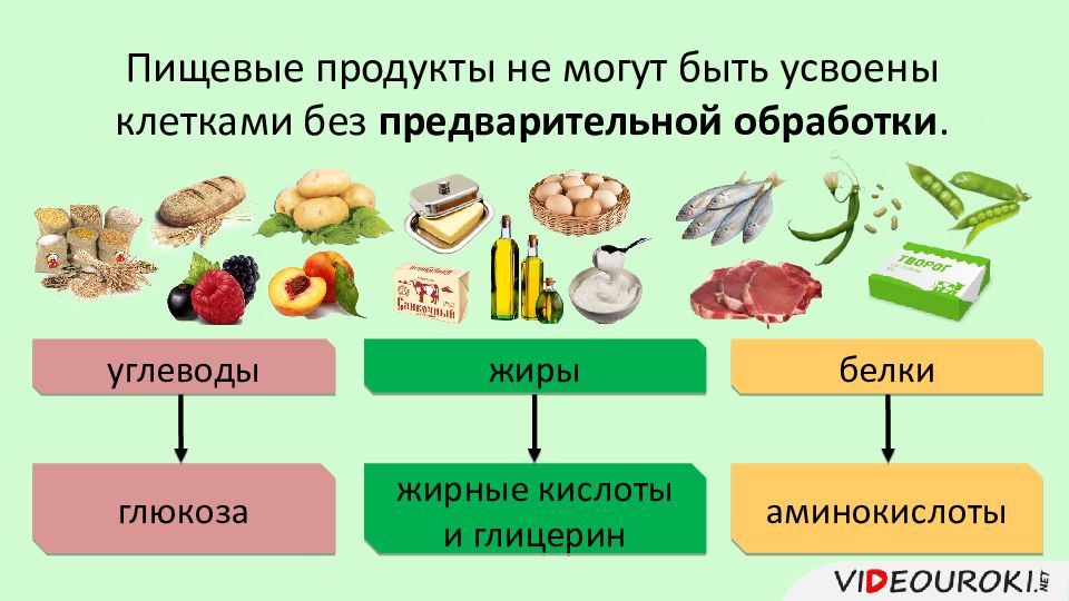 Глюкоза продукты. Питательные вещества аминокислоты. Аминокислоты жиры. Жиры являются источниками Глюкозы аминокислот. Аминокислоты и жирные кислоты.