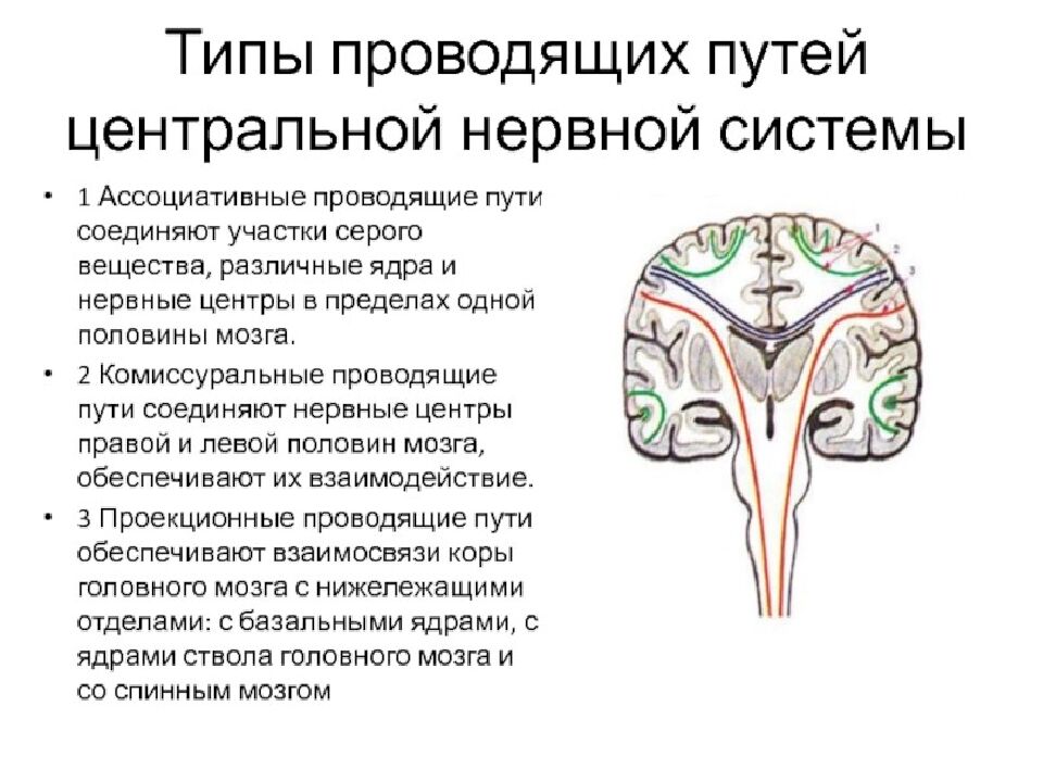 Лекция 5 Физиология нервной системы
