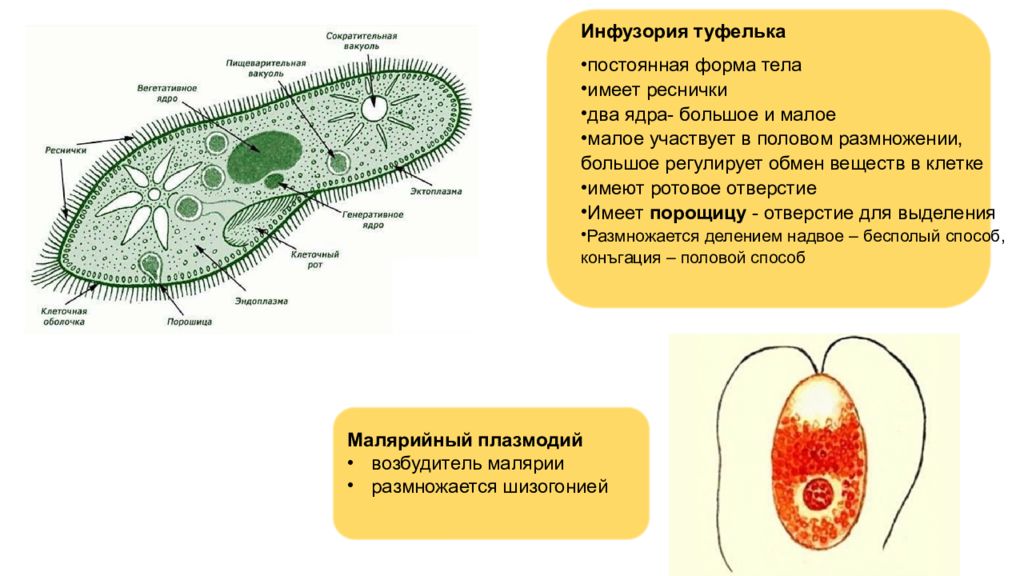 Клетки имеющие два ядра. Генеративное ядро инфузории туфельки. Реснички инфузории туфельки строение. Два ядра у инфузории туфельки. Клеточная стенка инфузории туфельки.