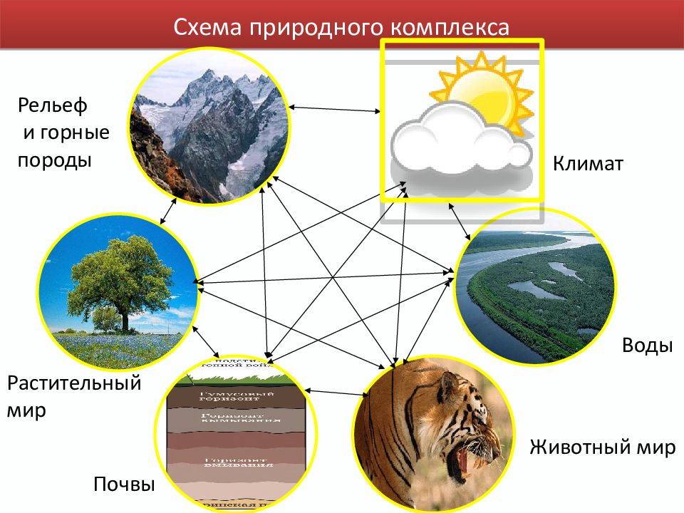 Презентация по биологии 9 класс экологические ресурсы