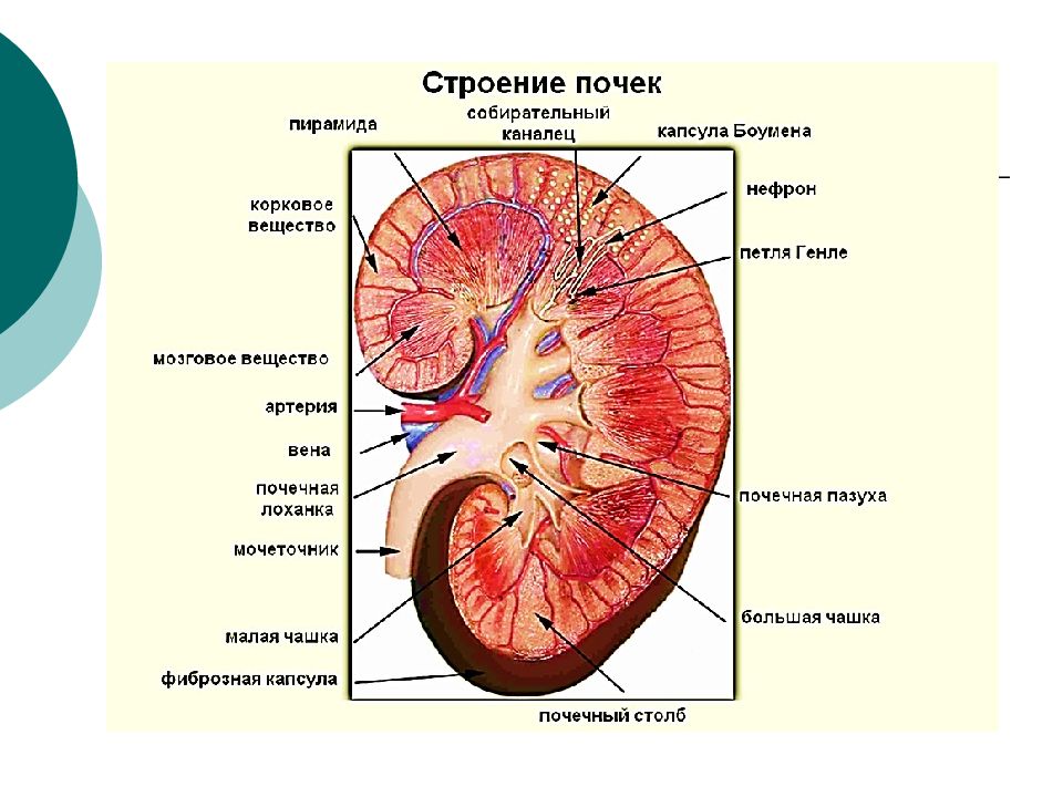 Почка рисунок анатомия