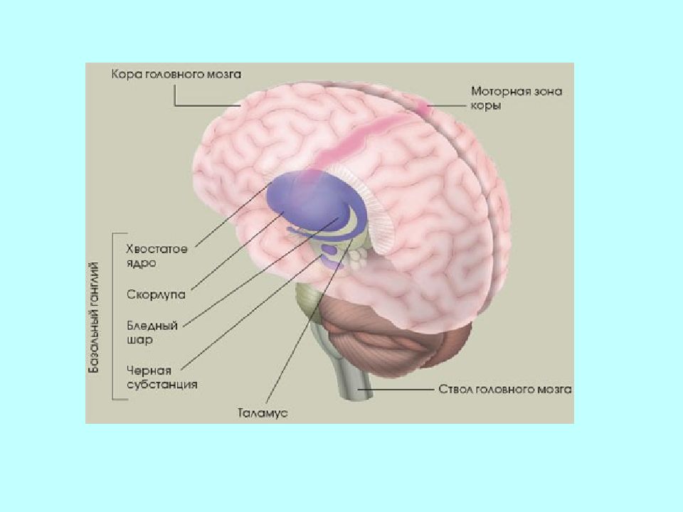 Хвостатое ядро мозга. Функции хвостатого ядра головного мозга. Подкорковые ядра головного мозга анатомия. Бледный шар скорлупа хвостатое ядро. Физиология хвостатого ядра и скорлупы.