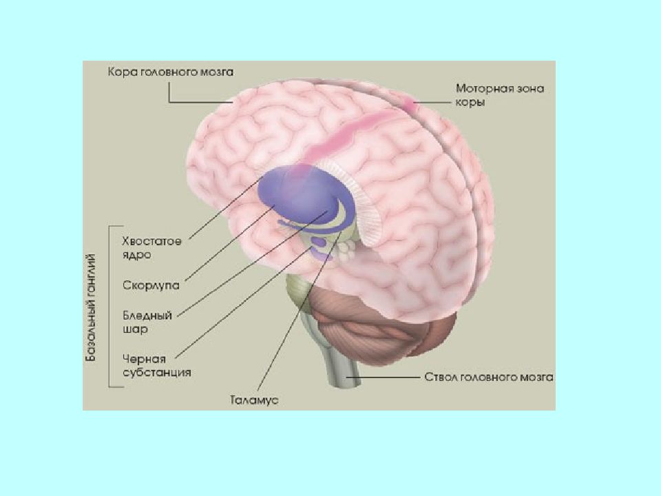 Место мозгов. Подкорковые узлы головного мозга. Кора головного мозга базальные ядра. Хвостатое ядро мозга функции. Бледный шар мозга.