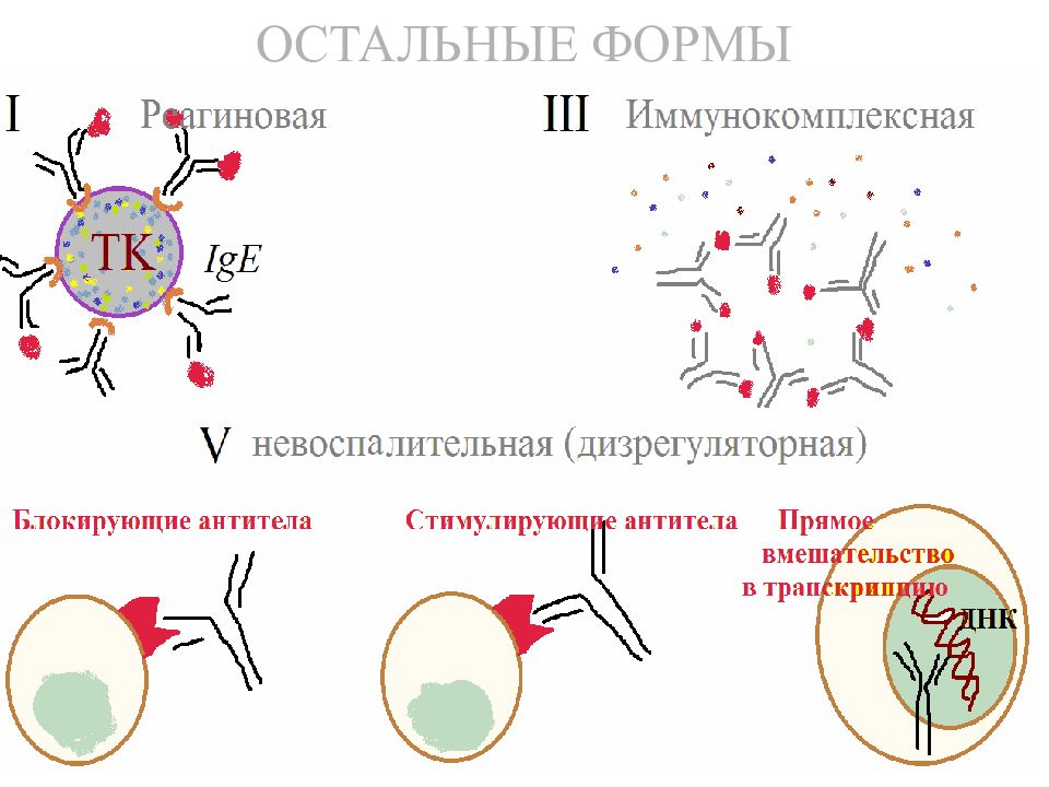 Псориаз иммунология презентация