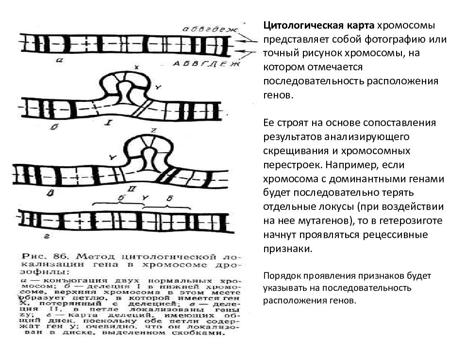 Картирование хромосом. Изучение цитологических карт хромосом позволяет выявить. Цитологические карты хромосом. Цитологические чертф хромосом. Генетические и цитологические карты хромосом кратко.