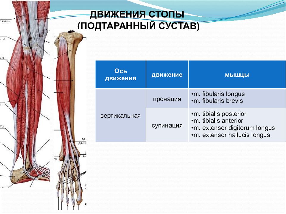 Двигается колено