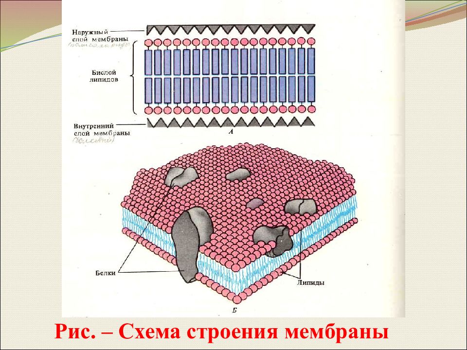 Мембраны клеток эукариот. Бислой липидов мембраны. Липидный бислой клеточной мембраны. Мембрана клетки билипидный слой. Липидный бислой строение.