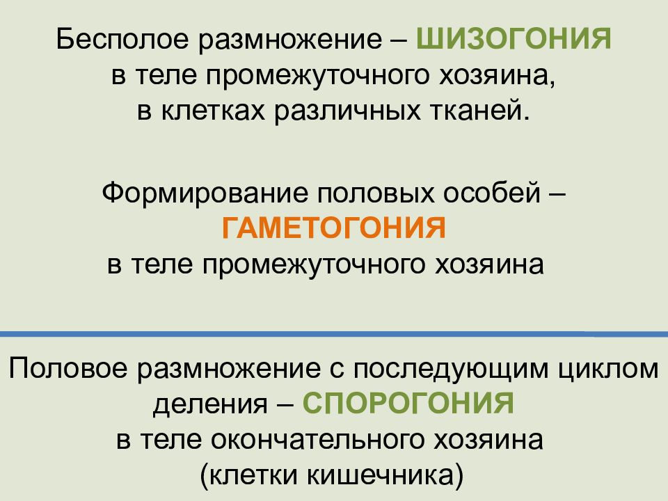 В теле промежуточного хозяина. Шизогония половое или бесполое. Шизогония половое размножение. Шизогония это бесполое размножение. Размножение в теле промежуточного хозяина.