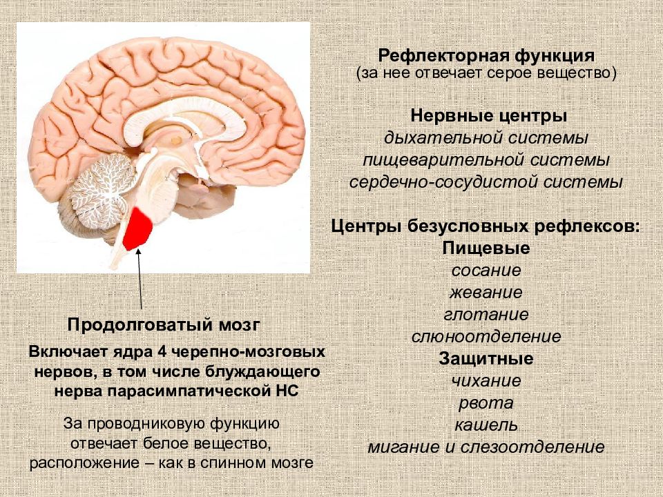 Кашлевой рефлекс какой отдел мозга. Центр регуляции пищеварения. Центр пищеварения в головном мозге. Центры регуляции пищеварения расположены. Пищеварительный центр находится в.