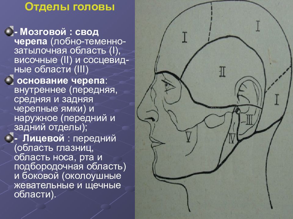 Топографическая анатомия и хирургия