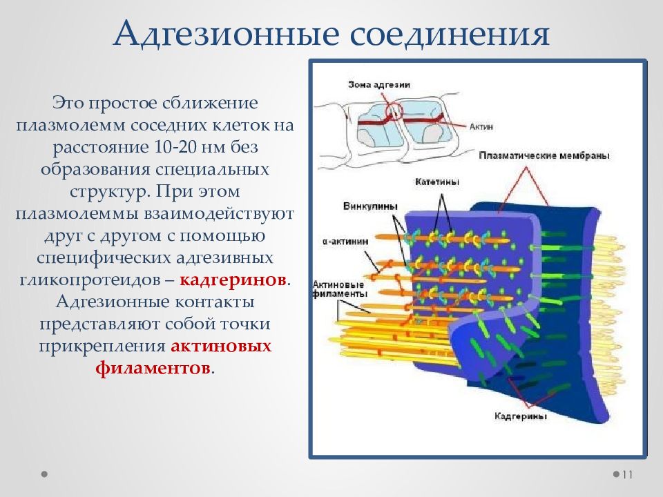 Виды межклеточных контактов