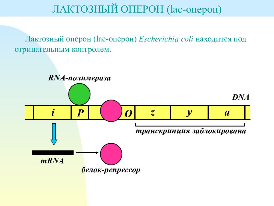 Лактозный оперон схема