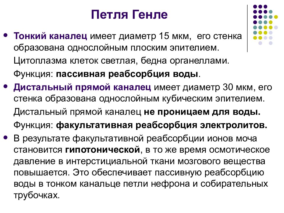 Петля генле