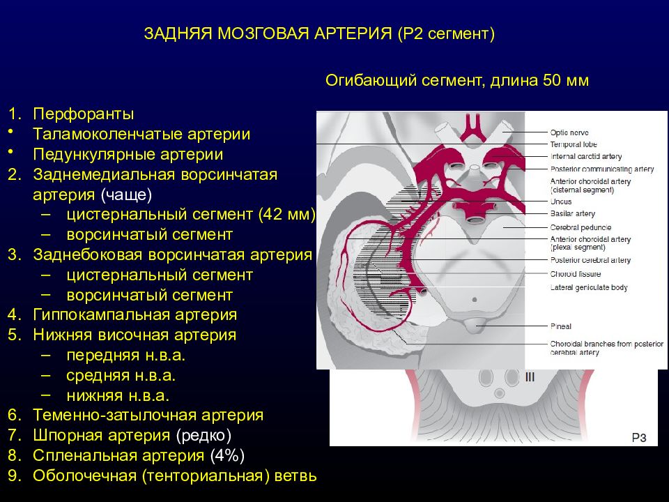 Задняя мозговая. P1 сегмент задней мозговой артерии. М1 сегмент средней мозговой артерии мрт. Ветви задней мозговой артерии. Средняя мозговая артерия анатомия.