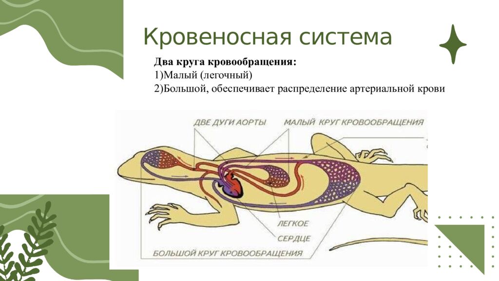 Общая характеристика пресмыкающихся