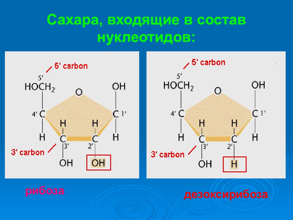 Сахар рибоза. Дезоксирибоза альдегидная форма. Рибоза структурная формула циклическая. Нуклеотид дезоксирибоза. Циклическая молекула рибозы.