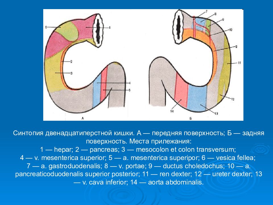 Синтопия это. Синтотопия двенадцатиперстной кишки. Синтопия почек. Синтопия правой почки. Синтопия почки презентация.