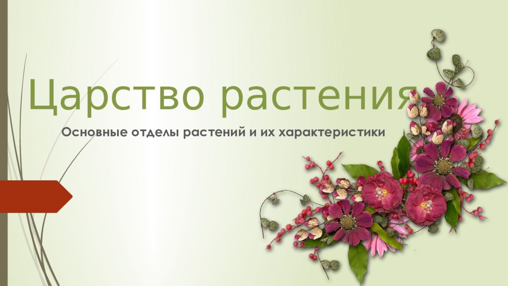 Царство растения
