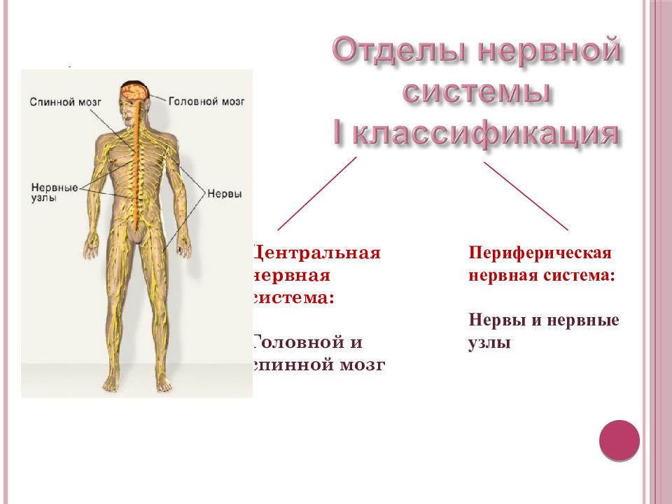 Схема периферической нервной системы человека