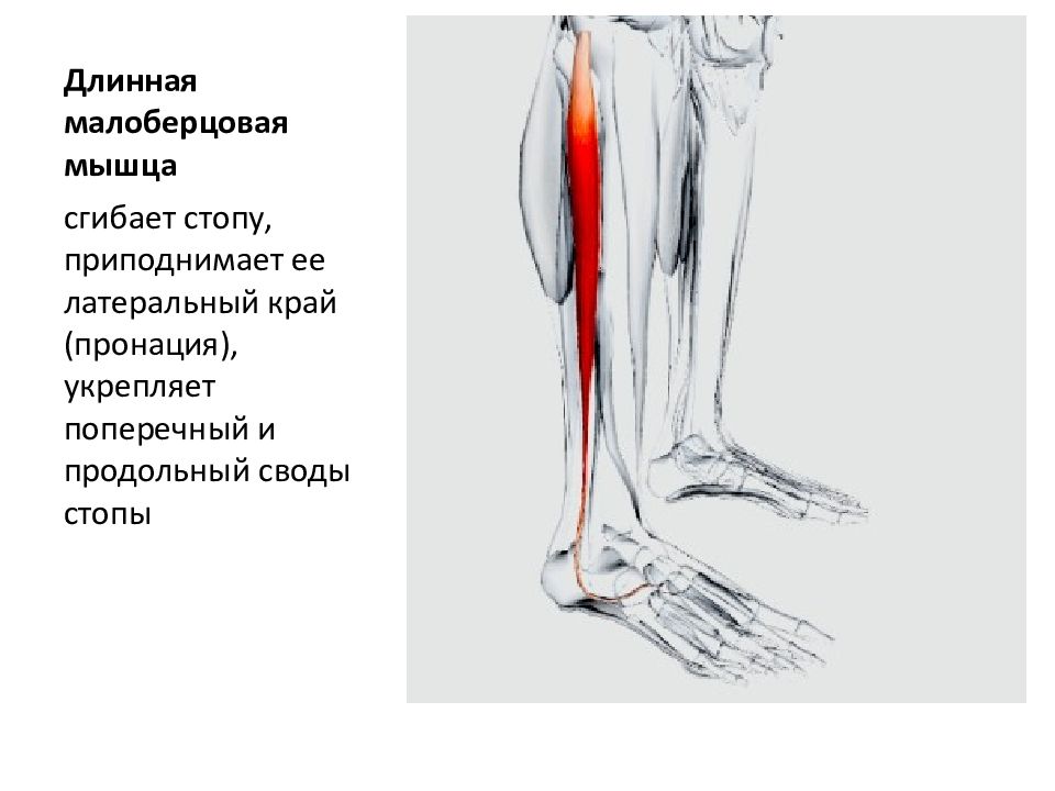 Мышцы нижних конечностей анатомия голень