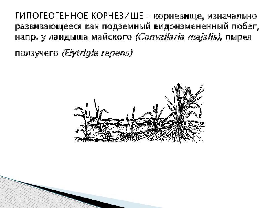 Отметь рисунок на котором изображен видоизмененный побег корневище