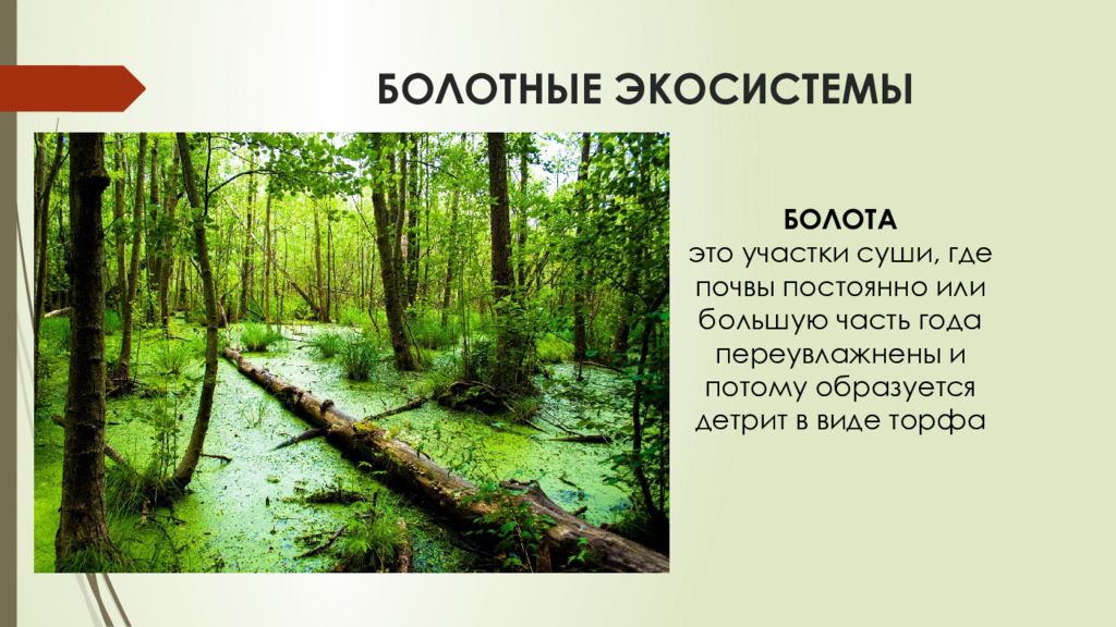 Болото является экосистемой. Болотная экосистема. Болотные биогеоценозы. Экосистема слайд. Экосистема болота биогеоценоз.