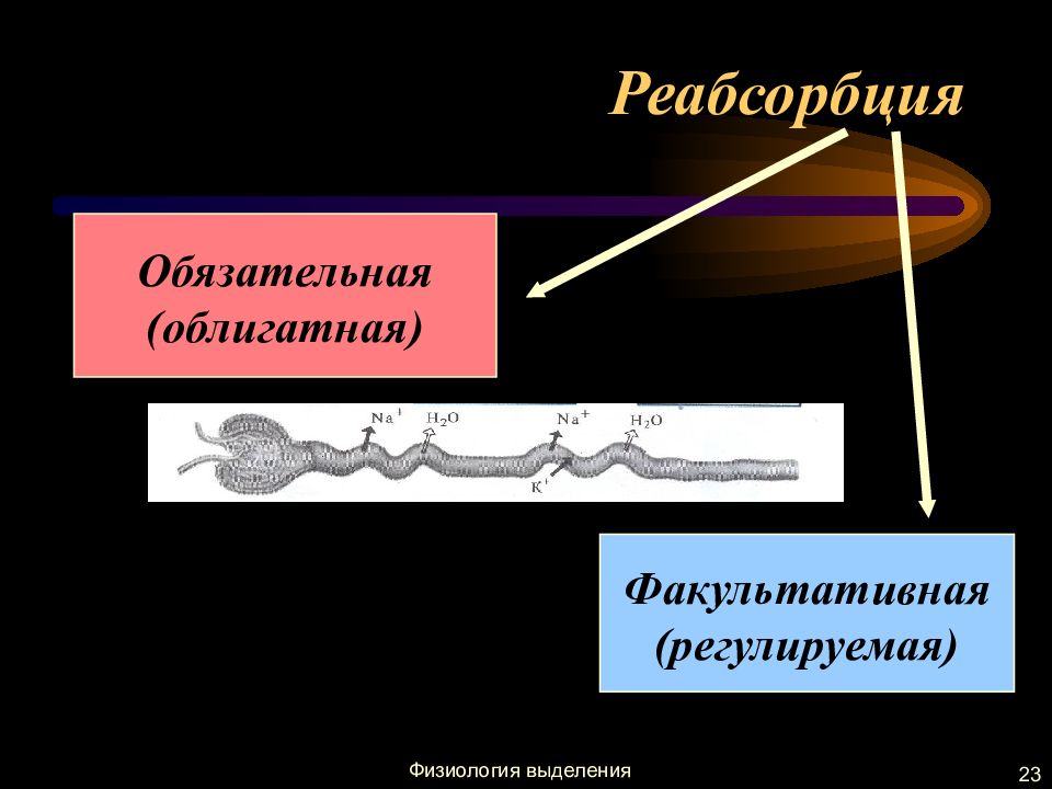 Процесс мочеобразования презентация