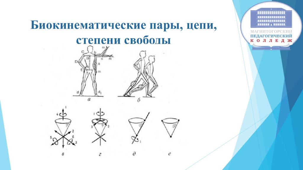 Степени свободы тела. Биокинематические цепи в биомеханике. Кинематические пары биомеханика. Степени свободы в биомеханике. Степени свободы в биокинематических цепях тела человека.