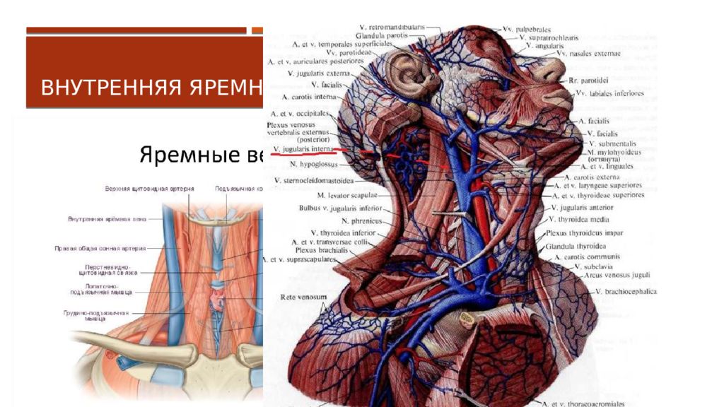 Яремная вена фото