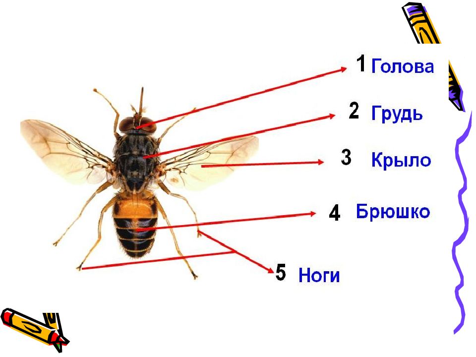 Насекомые строение. Строение насекомых. Тело насекомых состоит из. Голова грудь брюшко. Строение брюшка насекомых.