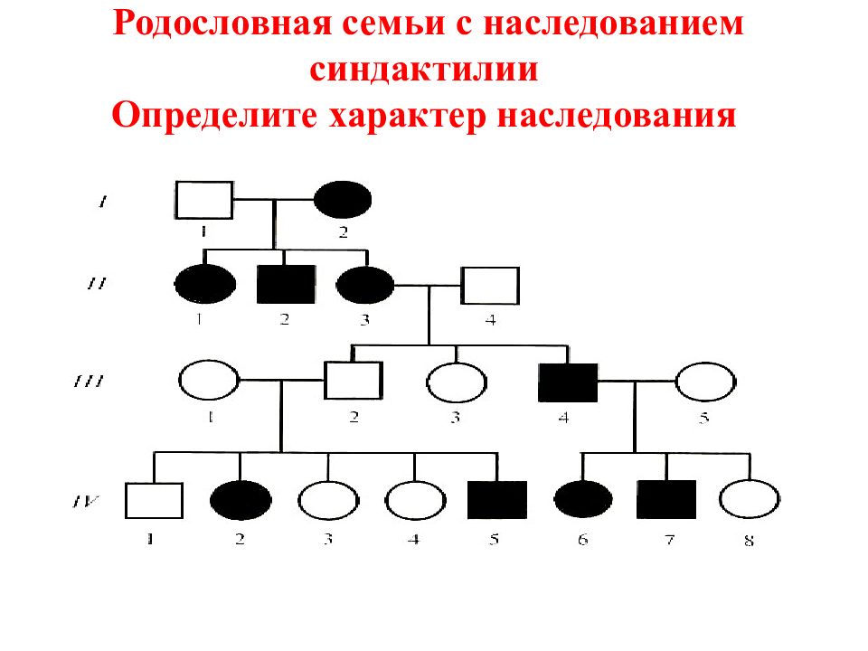 Родословная семьи образец 9 класс биология