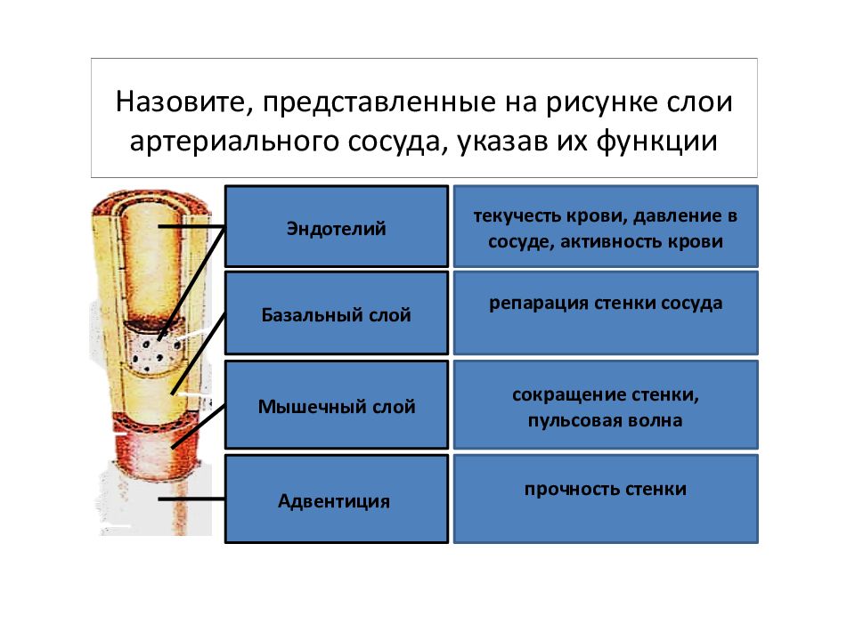 Укажите сосуд. Слои артериального сосуда. Назовите внутренний слой артериальной стенки:. Что такое репарация стенок сосудов. Артериальные сосуды кожи образуют.