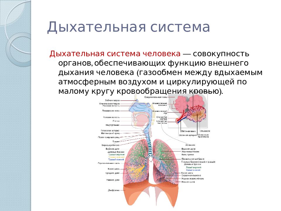 Дыхательная система органы. Дыхательная система строение и функции дыхательных путей.. Работа дыхательной системы схема. Дыхательная система органов дыхания рис 52. Анатомия функции органов дыхательной системы.