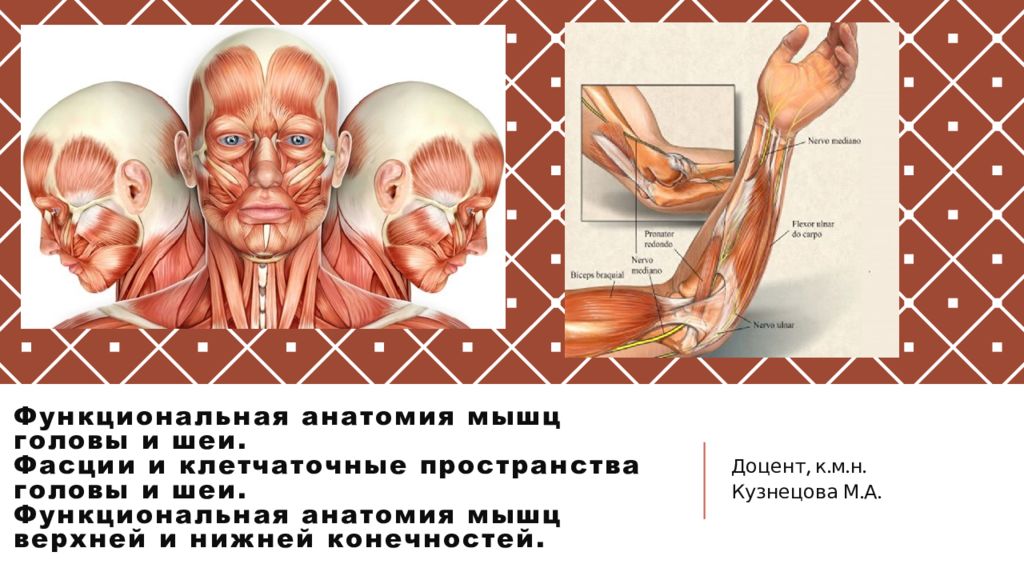 Функциональная анатомия мышц головы и шеи. Фасции и клетчаточные пространства головы и шеи. Функциональная анатомия мышц верхней и нижней конечностей.