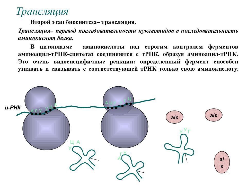 Этапы трансляции биосинтеза. Трансляция второй этап биосинтеза белка. Этапы трансляции биосинтеза белка. Последовательность этапов биосинтеза белка. Биосинтез белка последовательность белков ферментов.