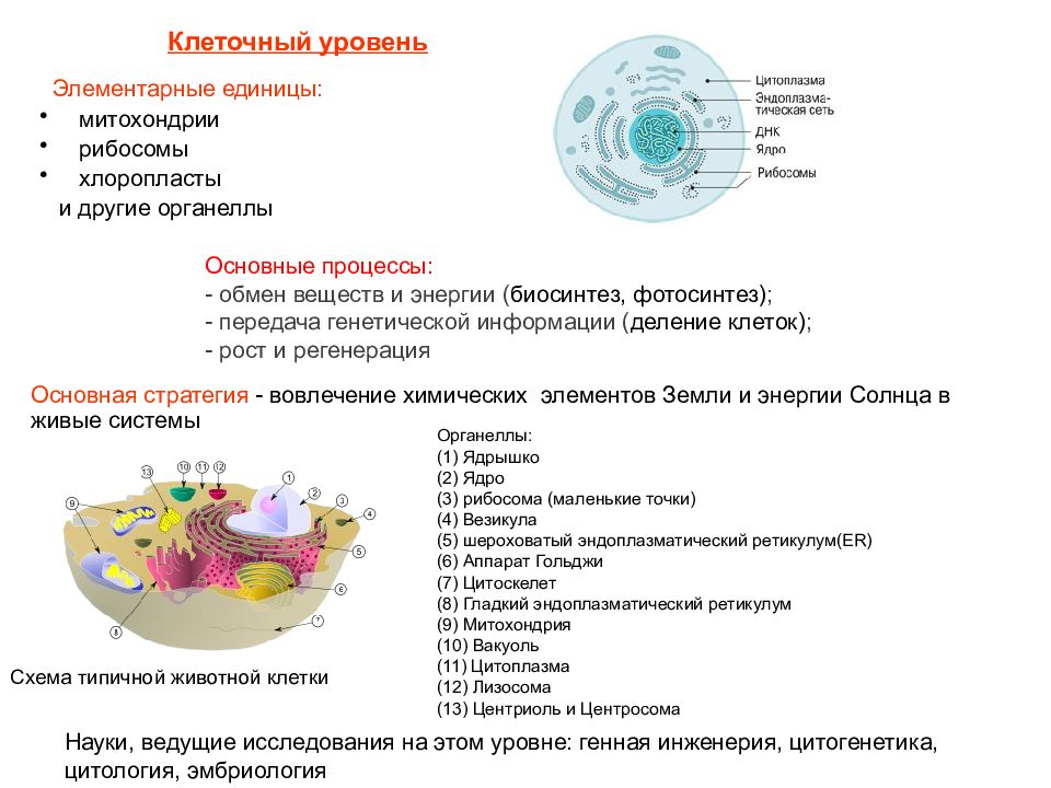 Клеточный кратко. Уровни организации жизни процессы и уровни. Уровни организации живой клетки. Уровень организации биология 8 класс клеточный. Характеристика клеточного уровня организации жизни.