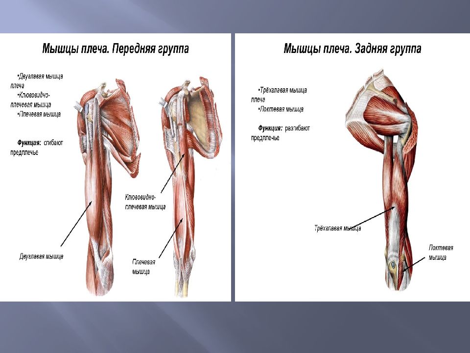 Мышцы плеча анатомия картинки